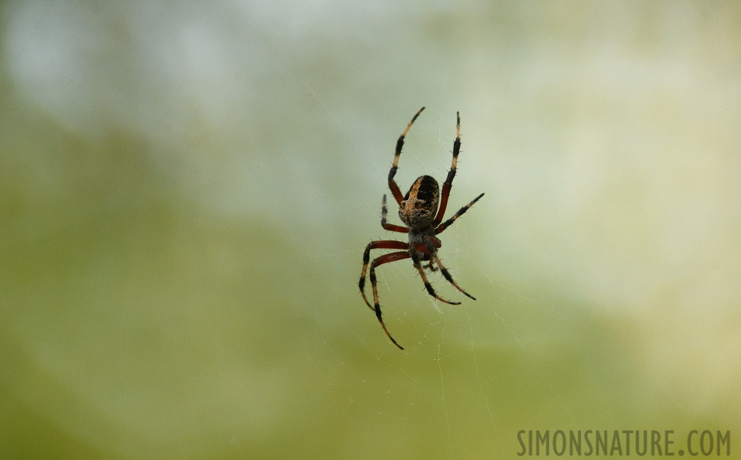 Neoscona domiciliorum [400 mm, 1/200 sec at f / 7.1, ISO 2500]